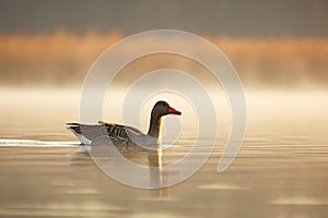 Wild goose on lake