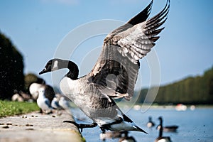 wild goose landing near to other birds