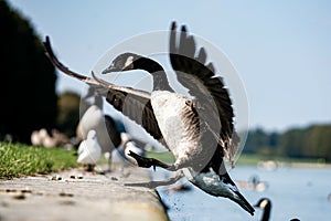 wild goose landing near to other birds