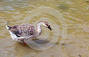Wild Goose in Lishui Park