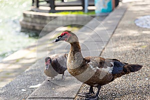 Wild goose at park