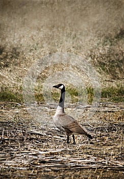 Wild Goose photo