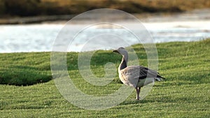 Wild goose Scotland 100 IPS HD