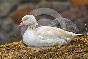 wild goose sitting by a stone