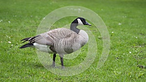 Wild goose standing on grass