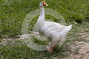 Wild goose standing in a mix