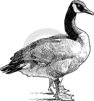Wild goose standing