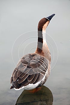 A wild goose stood quietly on the shore with its head raised.