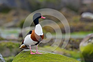 Wild goose (tadorna tadorna)