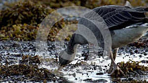 Wild goose walk loch Scotland HD