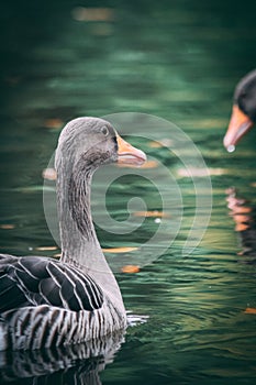 Wild goose in water