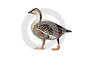 Wild goose photo