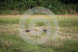 wild goose and wild ducks on a field in the north west of germany