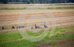 wild goose and wild ducks on a field in the north west of germany