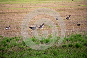 wild goose and wild ducks on a field in the north west of germany