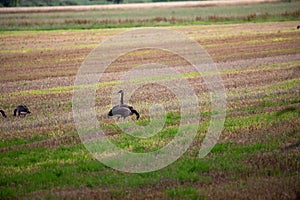 wild goose and wild ducks on a field in the north west of germany