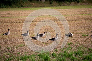 wild goose and wild ducks on a field in the north west of germany