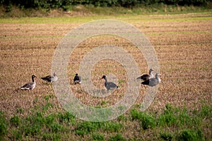 wild goose and wild ducks on a field in the north west of germany