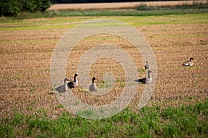 wild goose and wild ducks on a field in the north west of germany