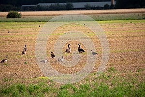 wild goose and wild ducks on a field in the north west of germany