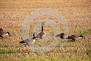 wild goose and wild ducks on a field in the north west of germany