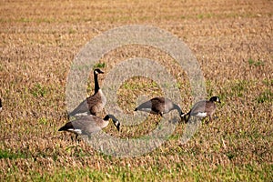 wild goose and wild ducks on a field in the north west of germany