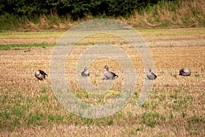 wild goose and wild ducks on a field in the north west of germany