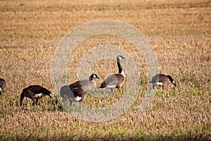 wild goose and wild ducks on a field in the north west of germany