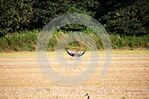 wild goose and wild ducks on a field in the north west of germany