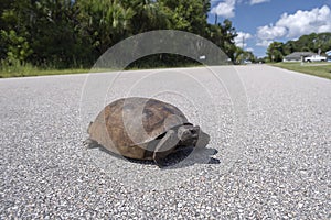 Wild Gopher Tortoise crossing rural road in Florida, USA. Endangered turtle walking on highway pavement. Wildlife