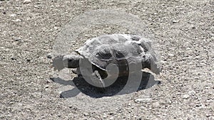 Wild gopher tortoise in Florida Park.