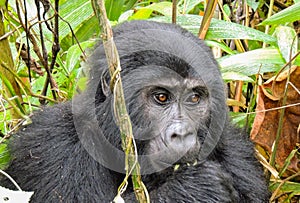 Wild gorilla in Bwindi, Uganda