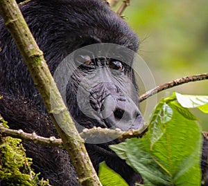 Wild gorilla in Bwindi, Uganda