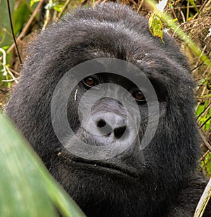 Wild gorilla in Bwindi, Uganda