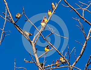 Wild Gouldian finches