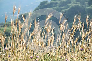 Wild Grain in Backlight