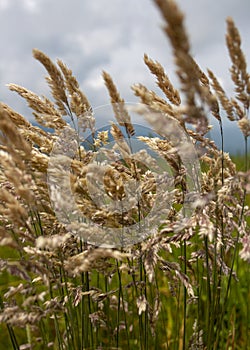 Wild Grains Growing in Meadow