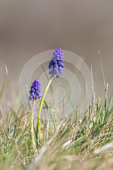 Wild Grape Hyacinth flowers in grass