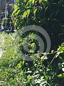 Wild grape leaves