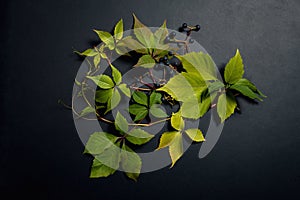 Wild grape leaves on a black background