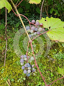 Wild grapes