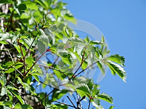 Wild grapes on blue background