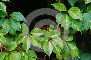 Wild grapes green leaves background.