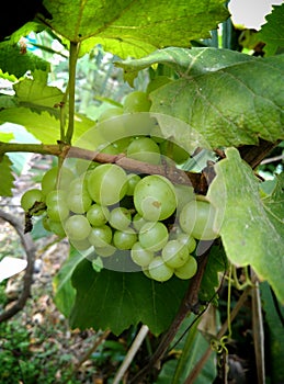 Wild grapes