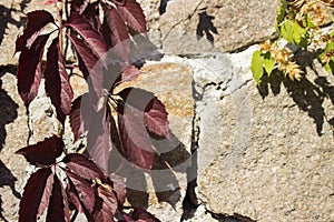 Wild grapes with red leaves curls on a stone wall. Autumn, Uman, Sofiyivka park