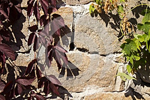 Wild grapes with red leaves curls on a stone wall. Autumn, Uman, Sofiyivka park