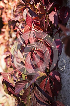 Wild grapes with red leaves curls on a stone wall. Autumn, Uman, Sofiyivka park