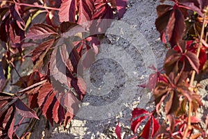 Wild grapes with red leaves curls on a stone wall. Autumn, Uman, Sofiyivka park