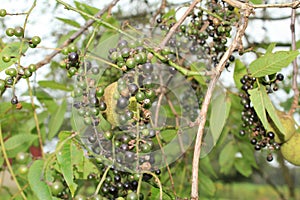 Wild Grapes vines clinging to a Black Walnut tree