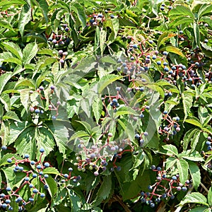 Wild grapes vines and leaves with berries as fence